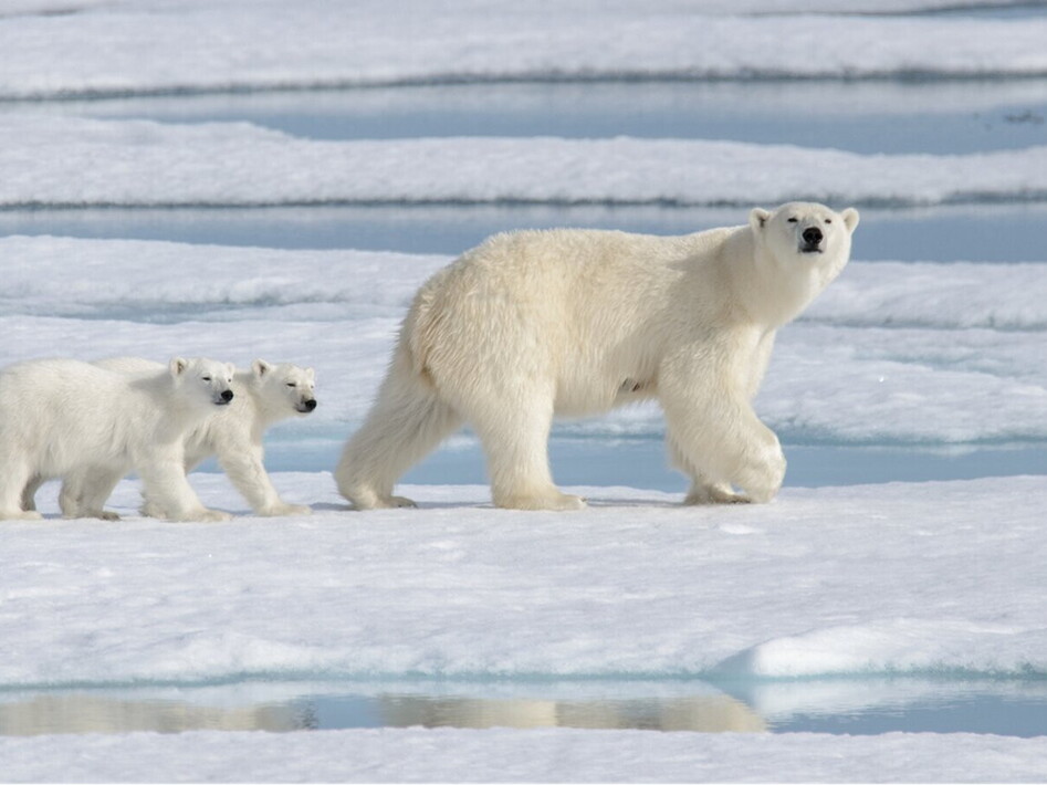 World Polar Bear Day 2023 