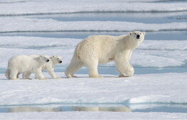 Giornata mondiale dell'orso polare 2023