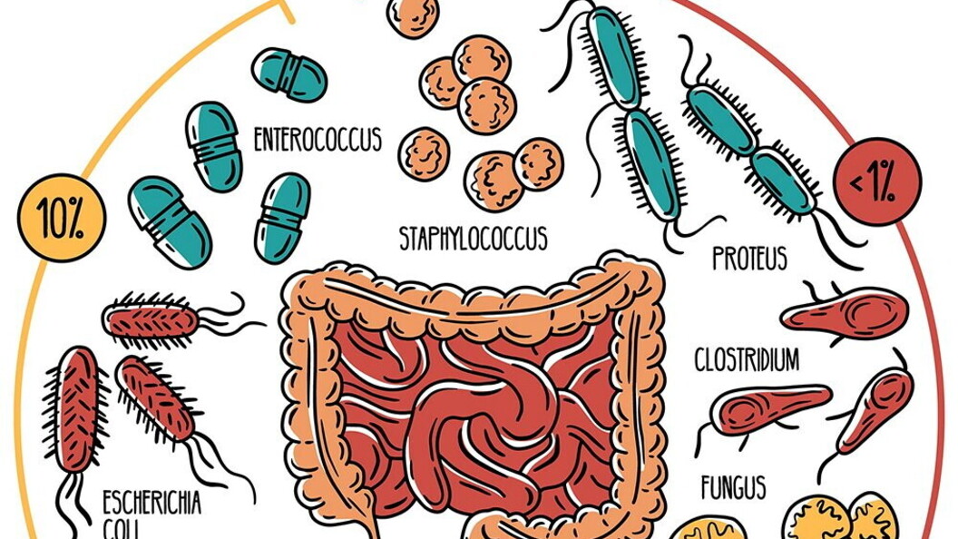 Il microbiota intestinale