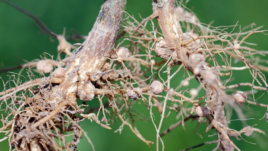 Batteri simbionti e azoto