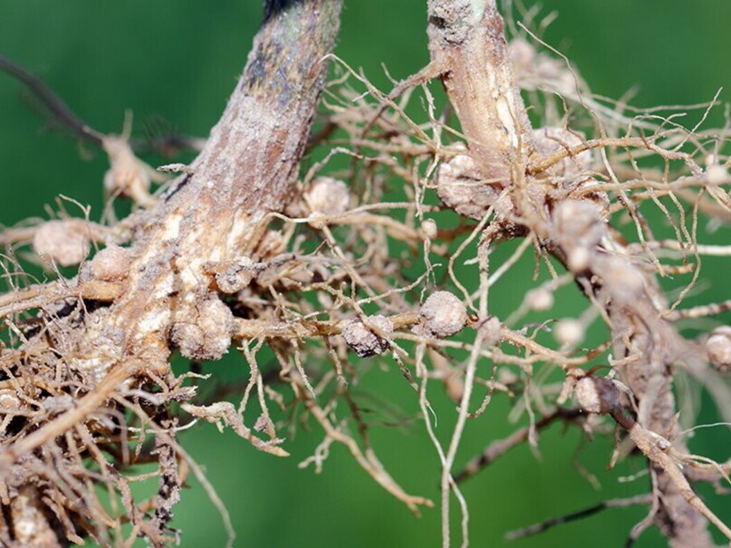 Batteri simbionti e azoto
