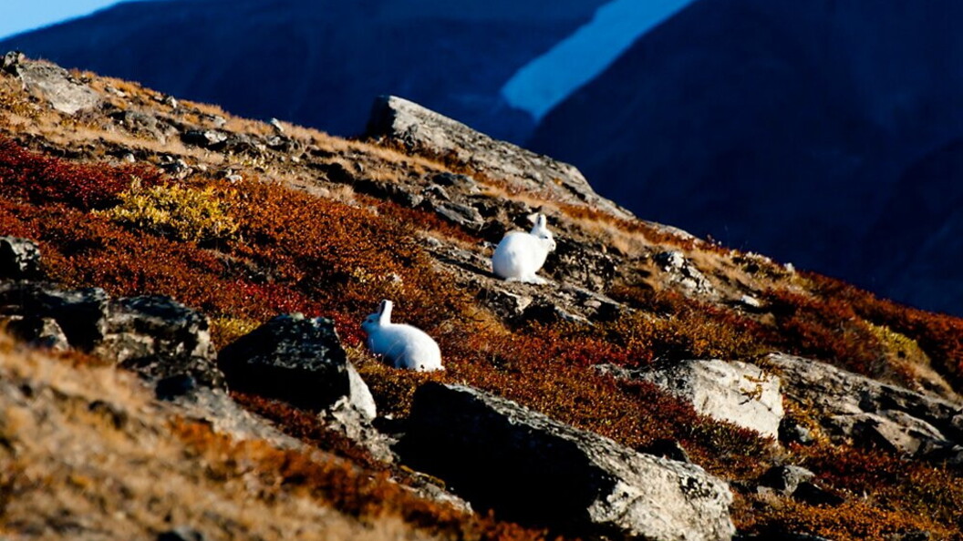 Lepri artiche manto invernale