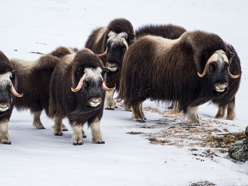 Buoi muschiati in inverno