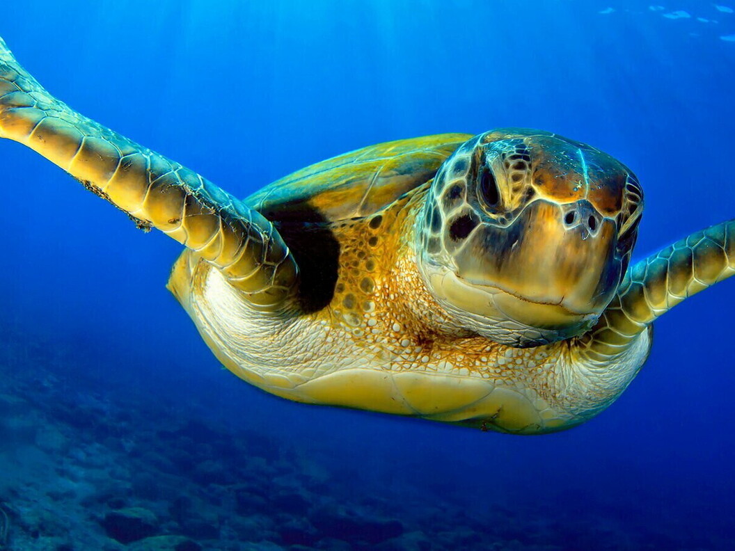 Tartaruga marina