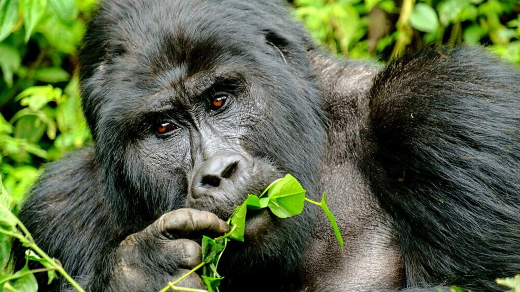 Gorilla di montagna