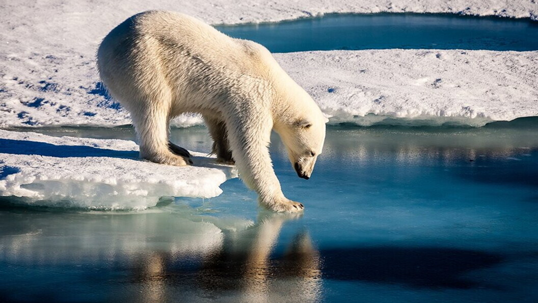 Orso bianco