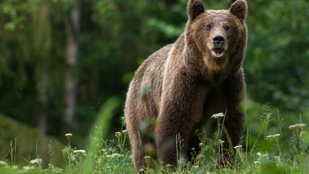 Orso bruno