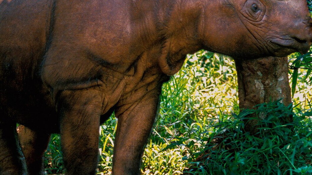 Rinoceronte di Sumatra