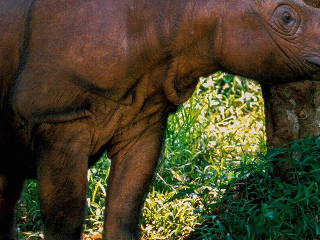 Rinoceronte di Sumatra