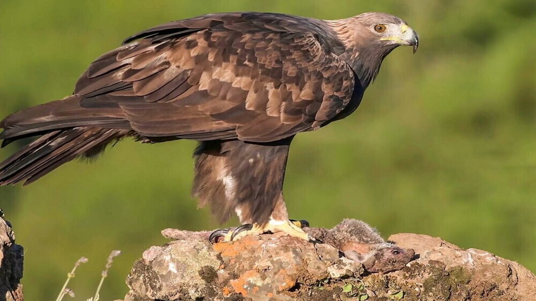 Aquila del Bonelli