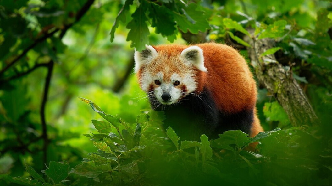 Panda rosso