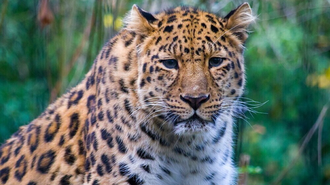 Leopardo dell’Amur