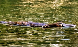 La luce dell’ornitorinco