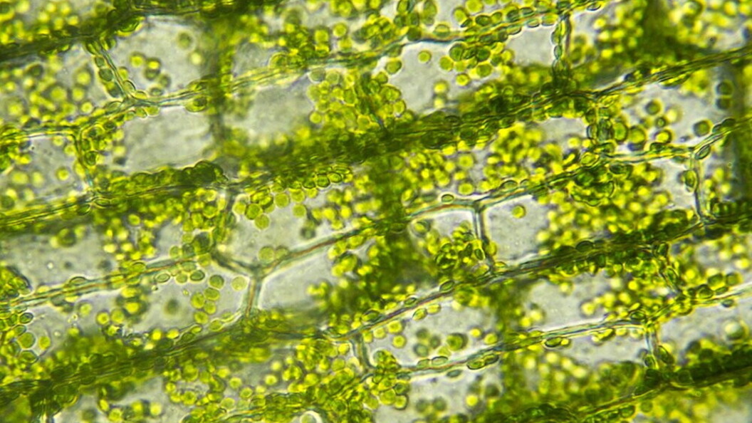 Cloroplasti nelle cellule