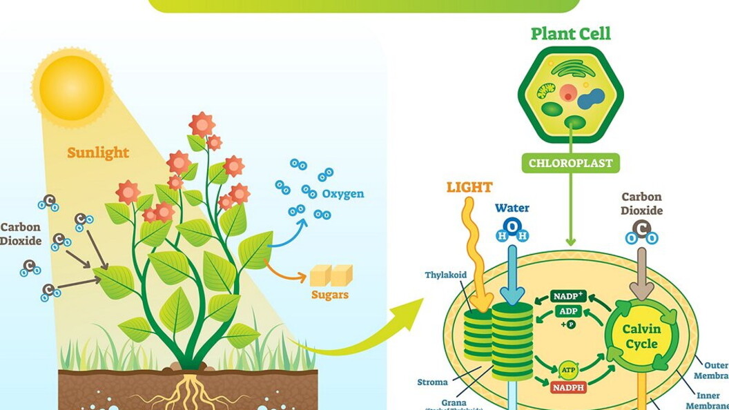 Fotosintesi (schema)