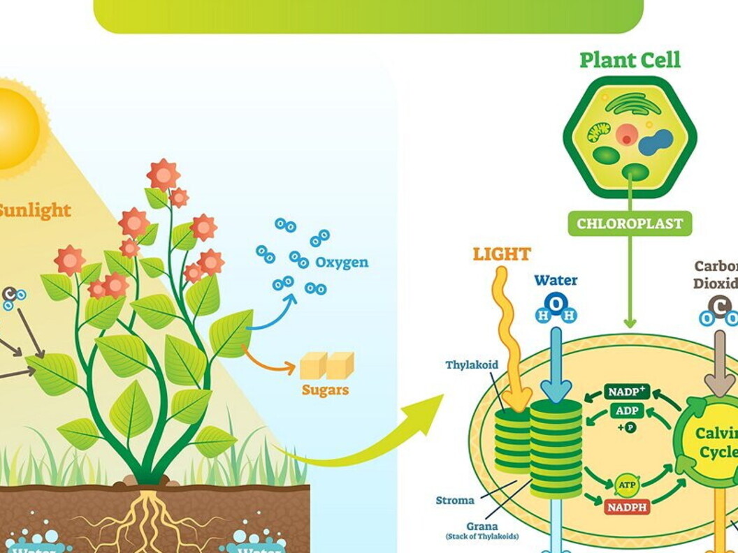 Fotosintesi (schema)