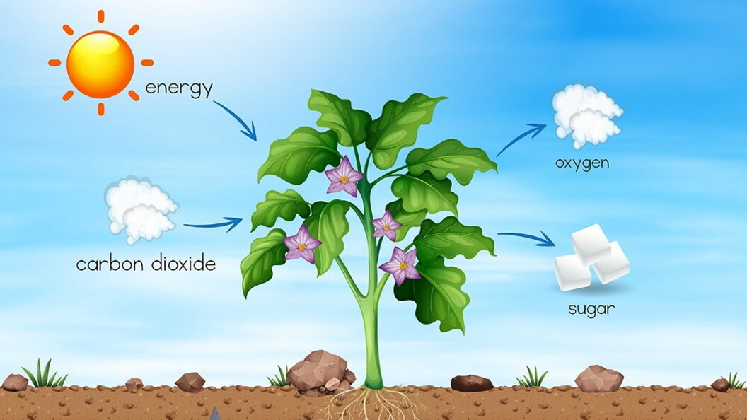 Dalla CO2 al glucosio