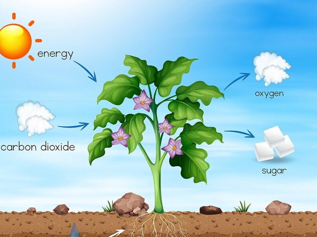Dalla CO2 al glucosio