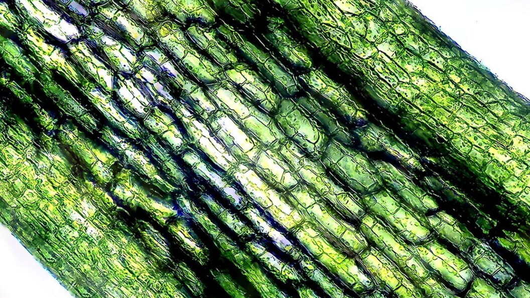 Cellule vegetali