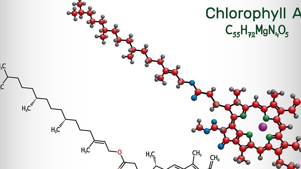 La molecola della clorofilla A