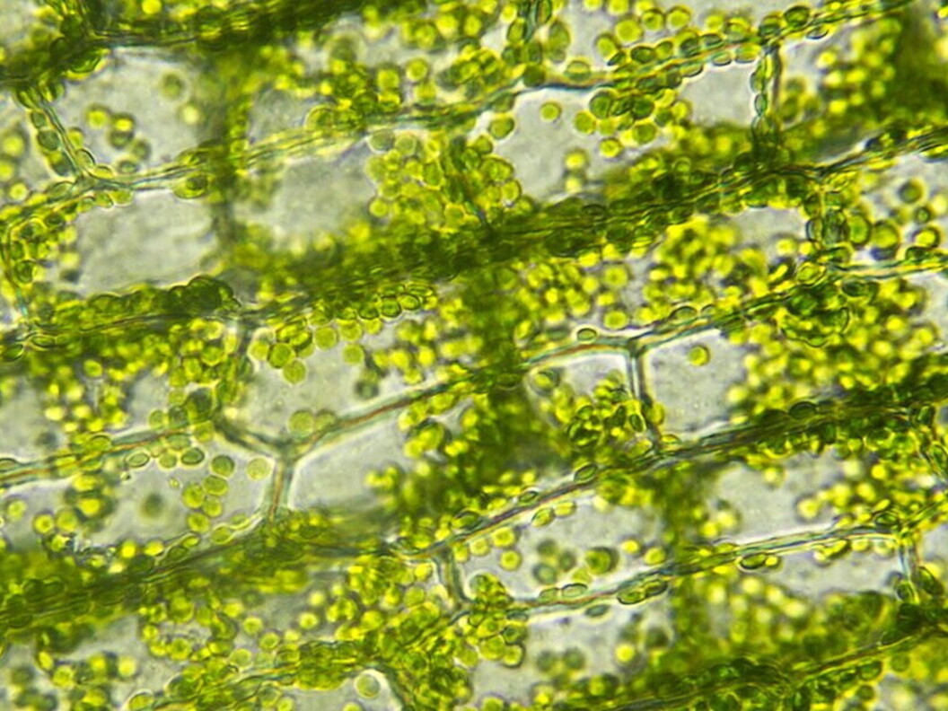 Cloroplasti nelle cellule