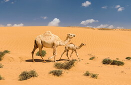 Vita e ambiente estremo 