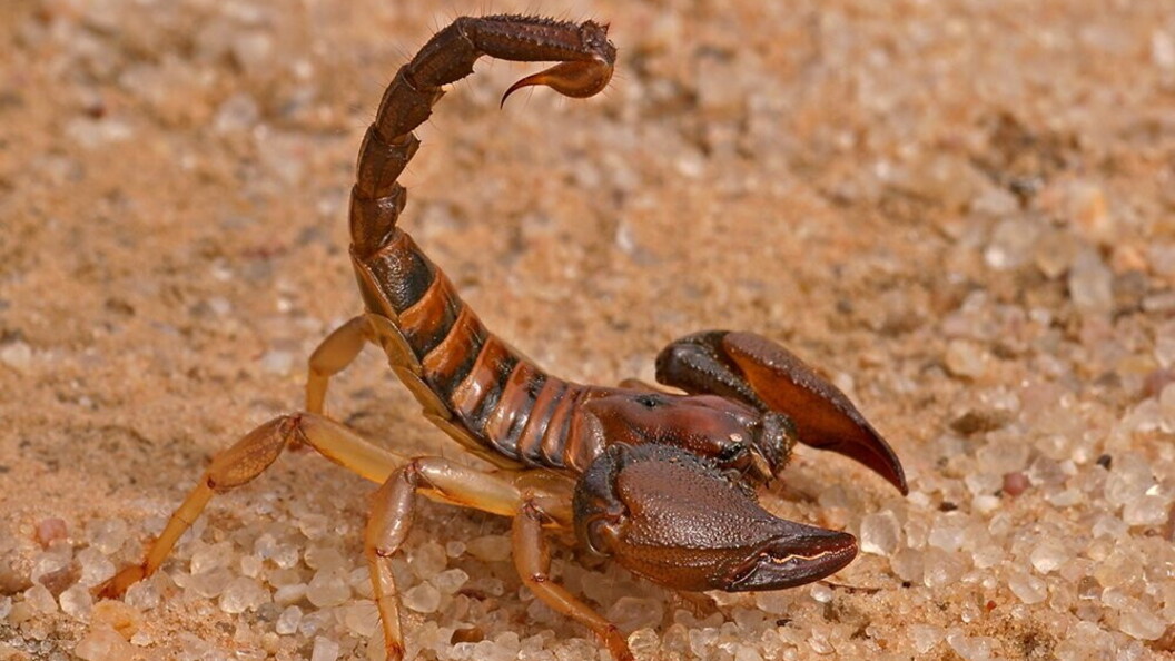 Scorpione