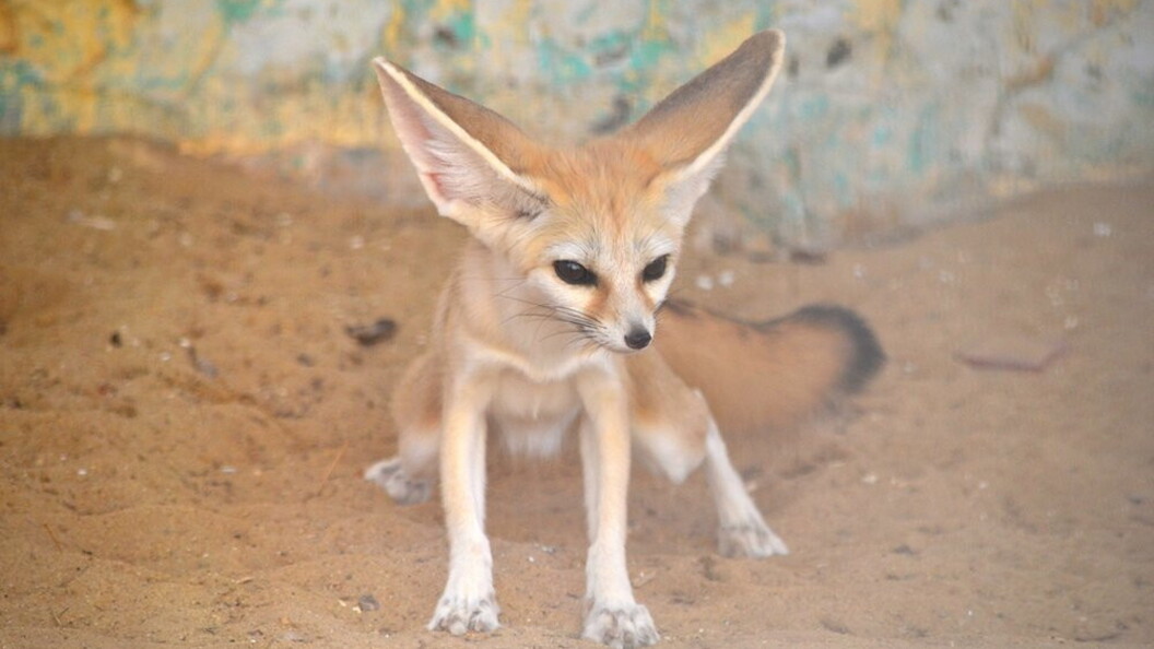 Fennec