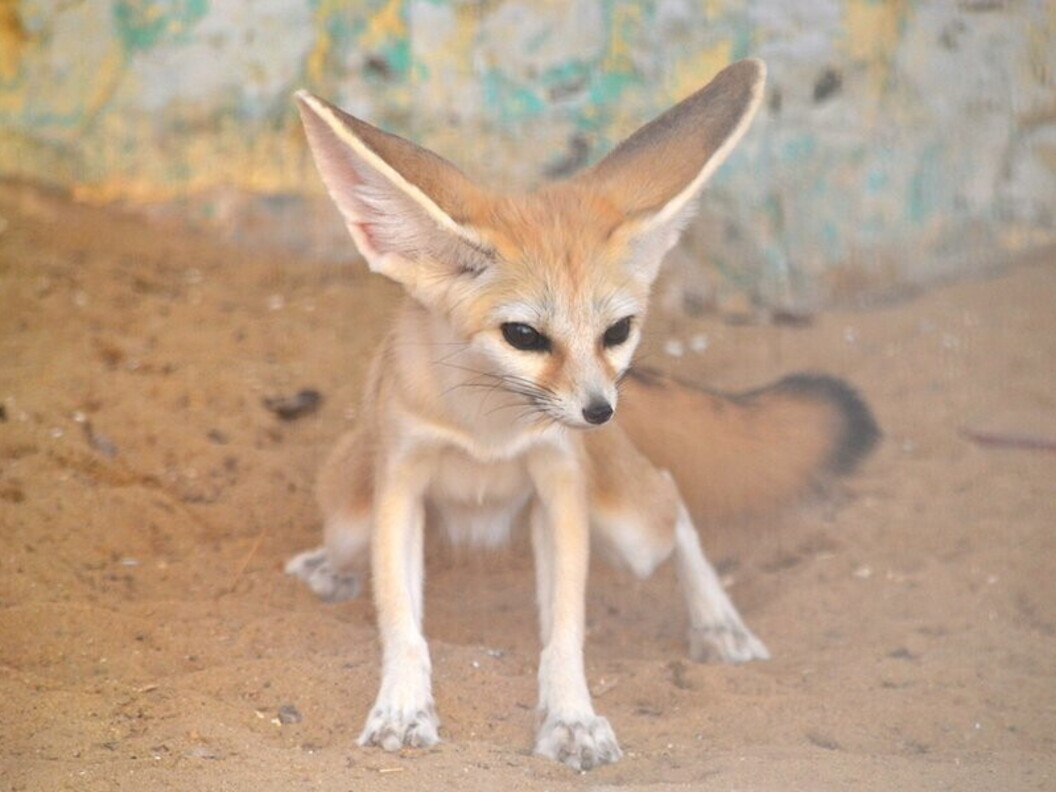 Fennec