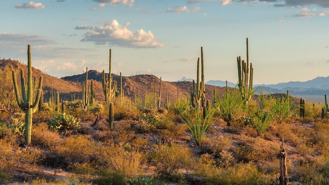 Saguaro