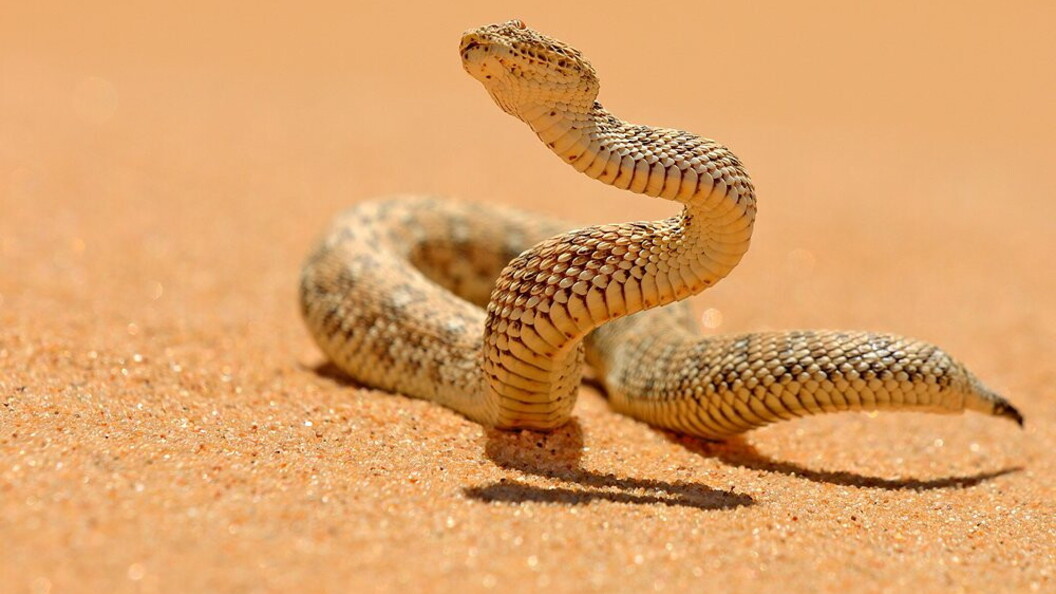 Vipera della sabbia