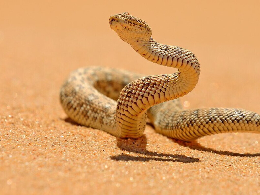 Vipera della sabbia