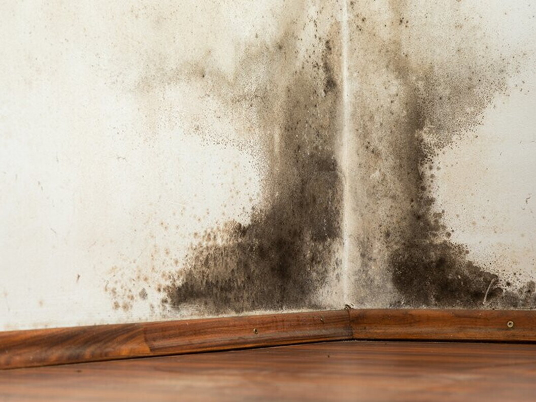 Muffa sul muro