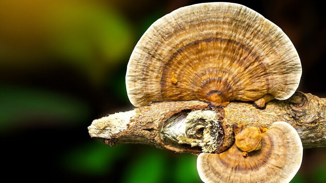 Funghi a mensola