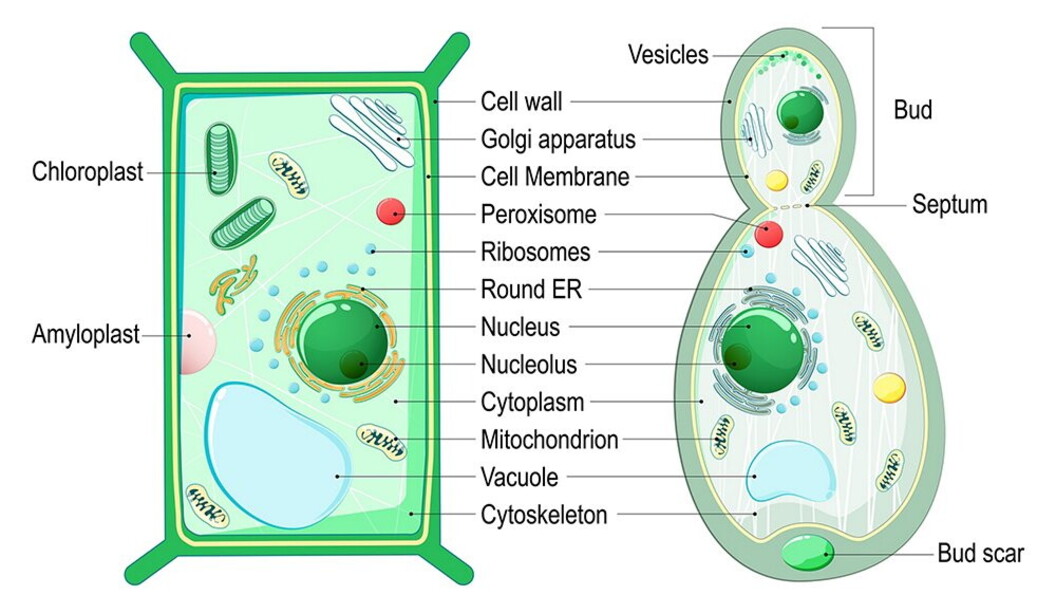 Cellule a confronto, piante