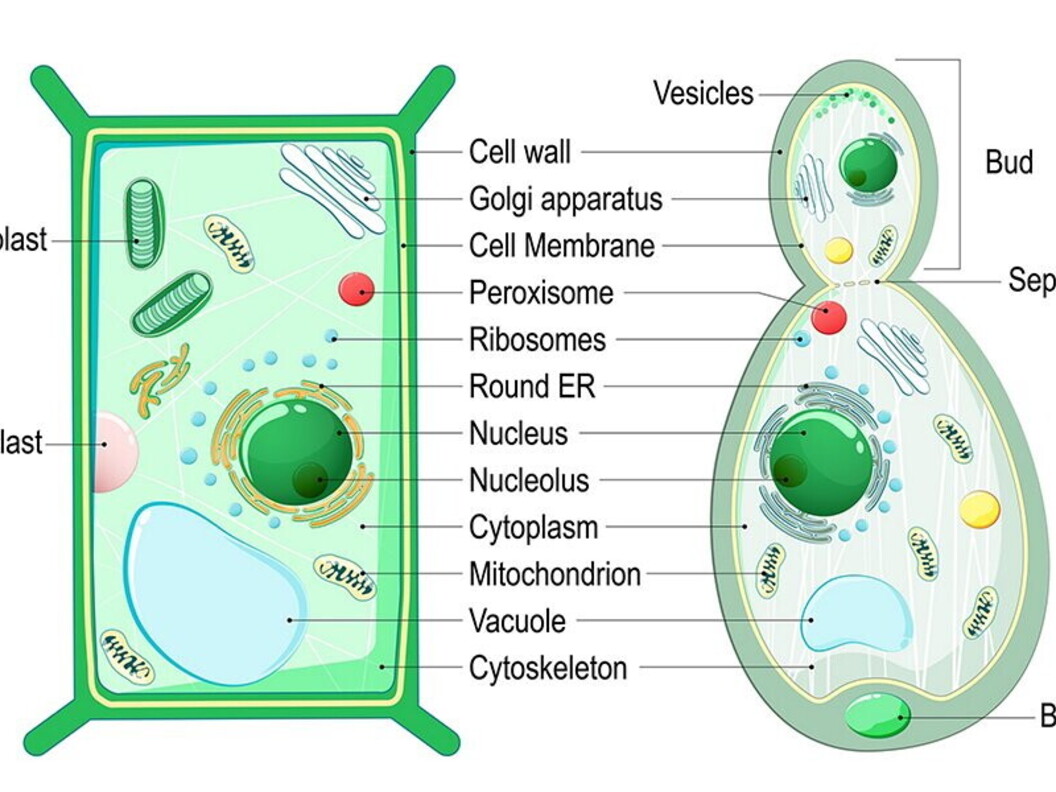 Cellule a confronto, piante