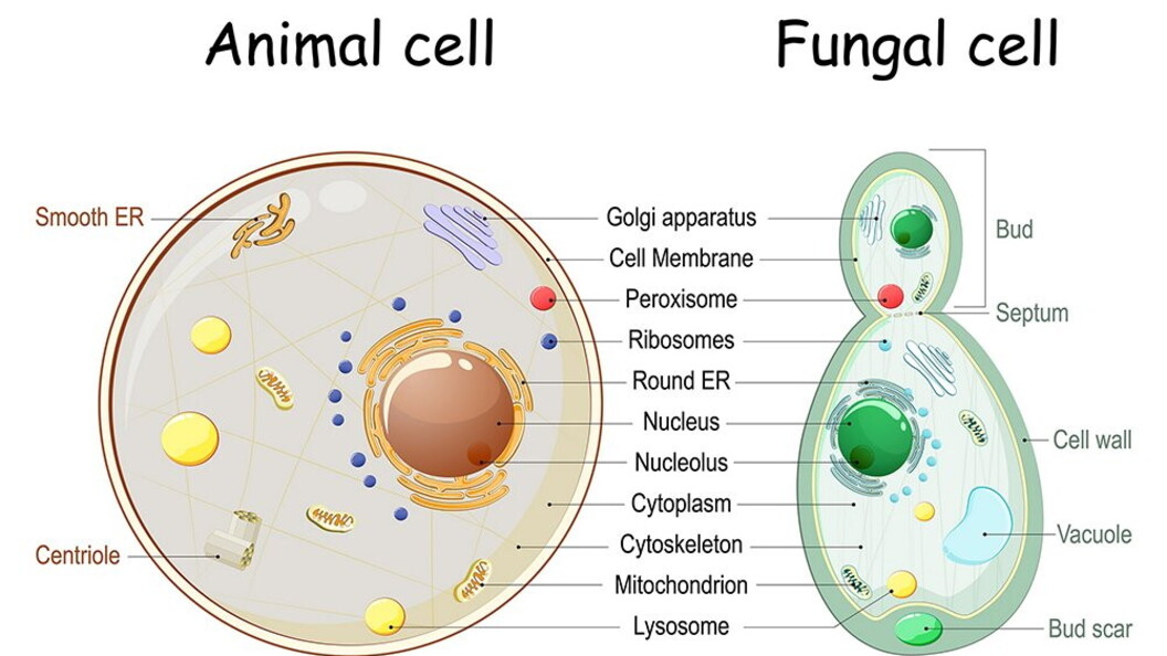 Cellule a confronto, animali