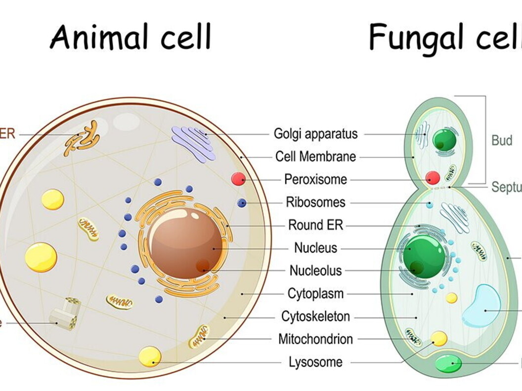 Cellule a confronto, animali