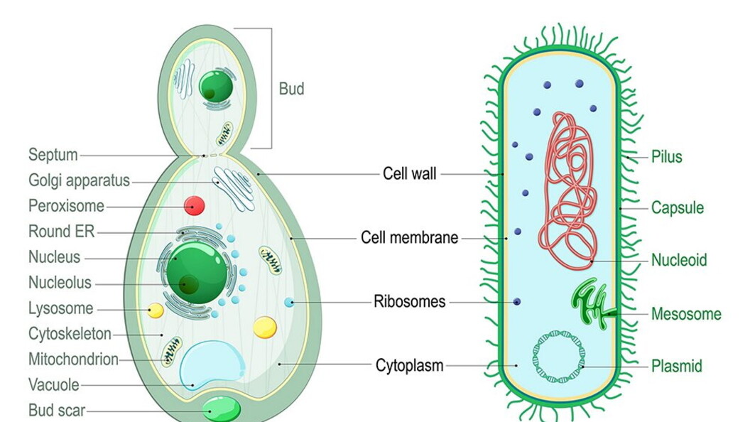 Cellule a confronto, batteri