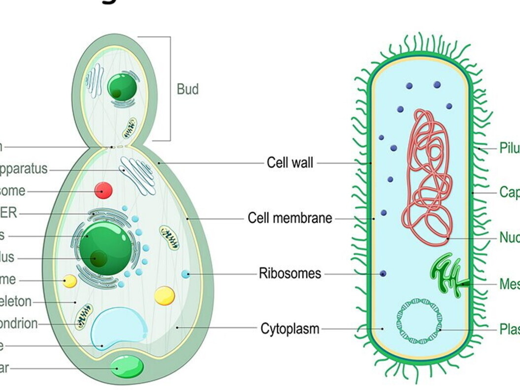 Cellule a confronto, batteri
