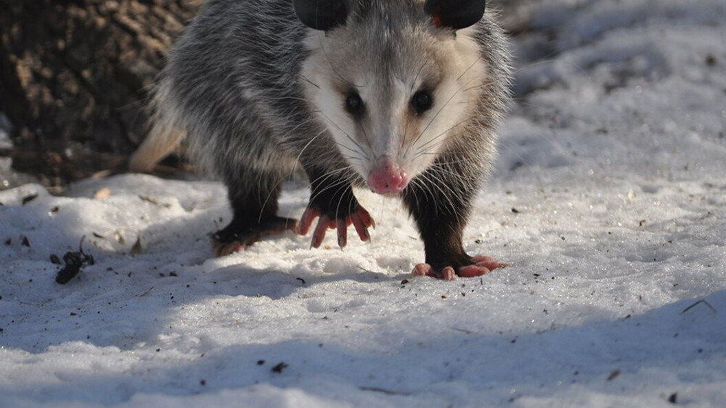 Opossum