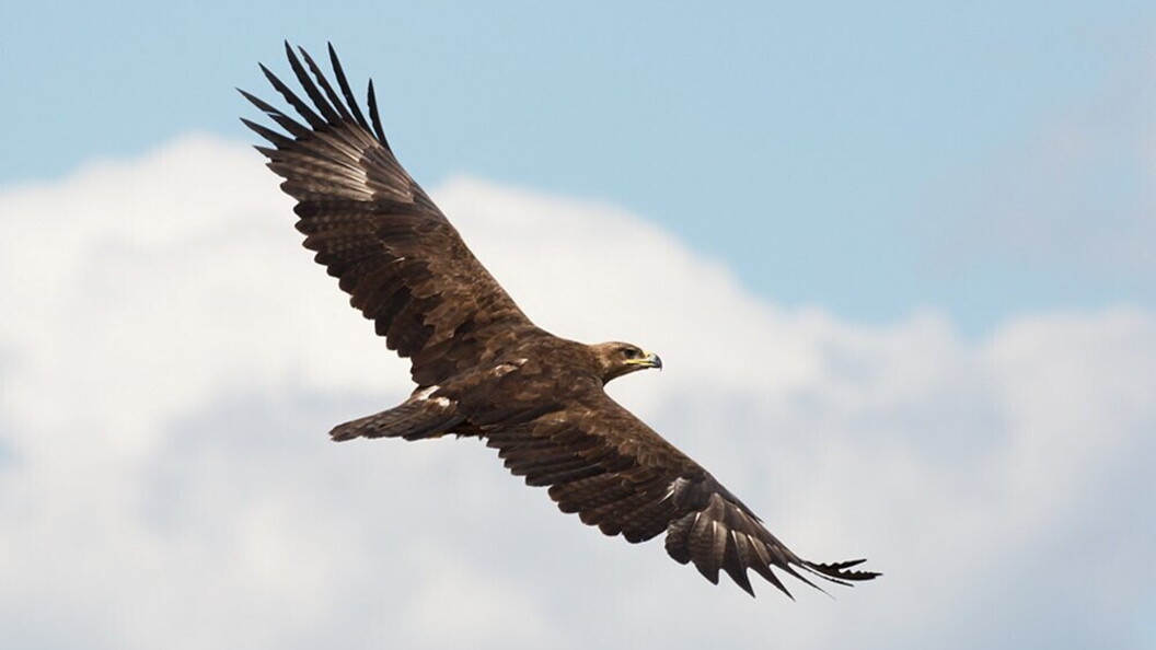 Condor in planata