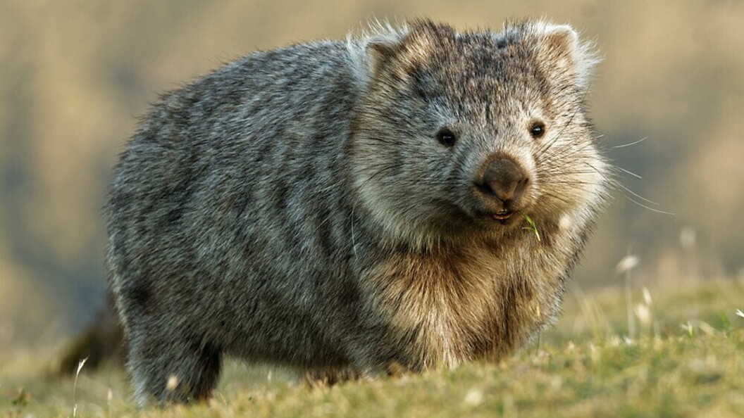 Wombato