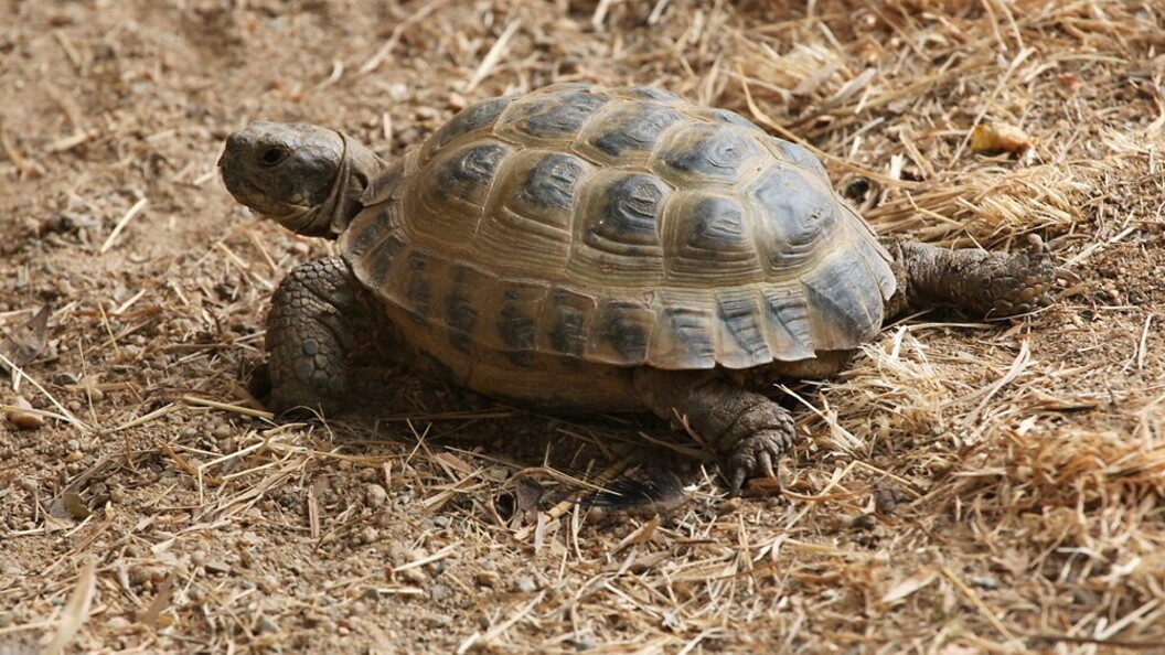 Tartaruga di Horsfield