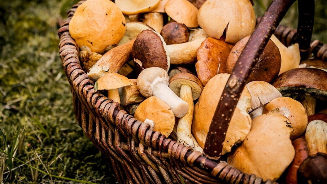 Doni della foresta: i funghi