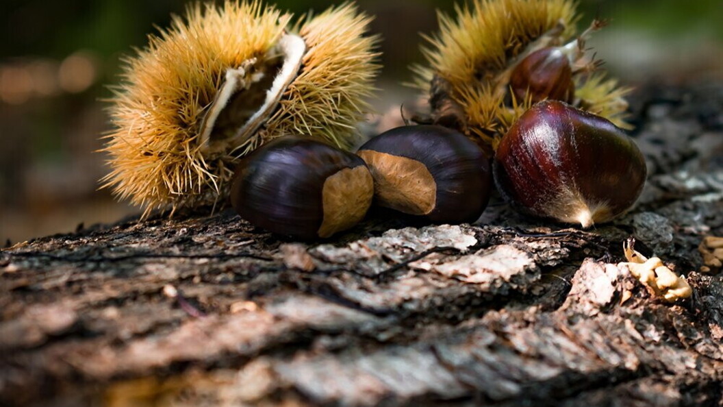 Doni della foresta: le castagne