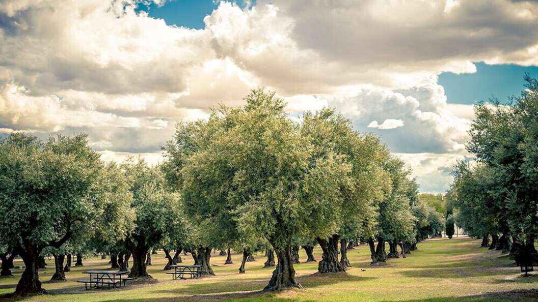 Oliveto