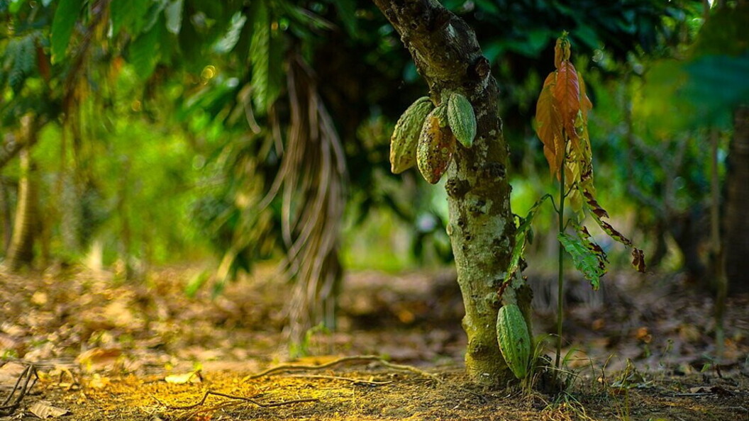 Frutti del cacao
