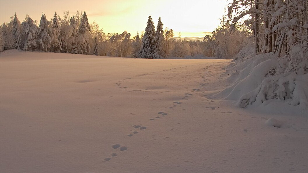 Tracce di lepre sulla neve