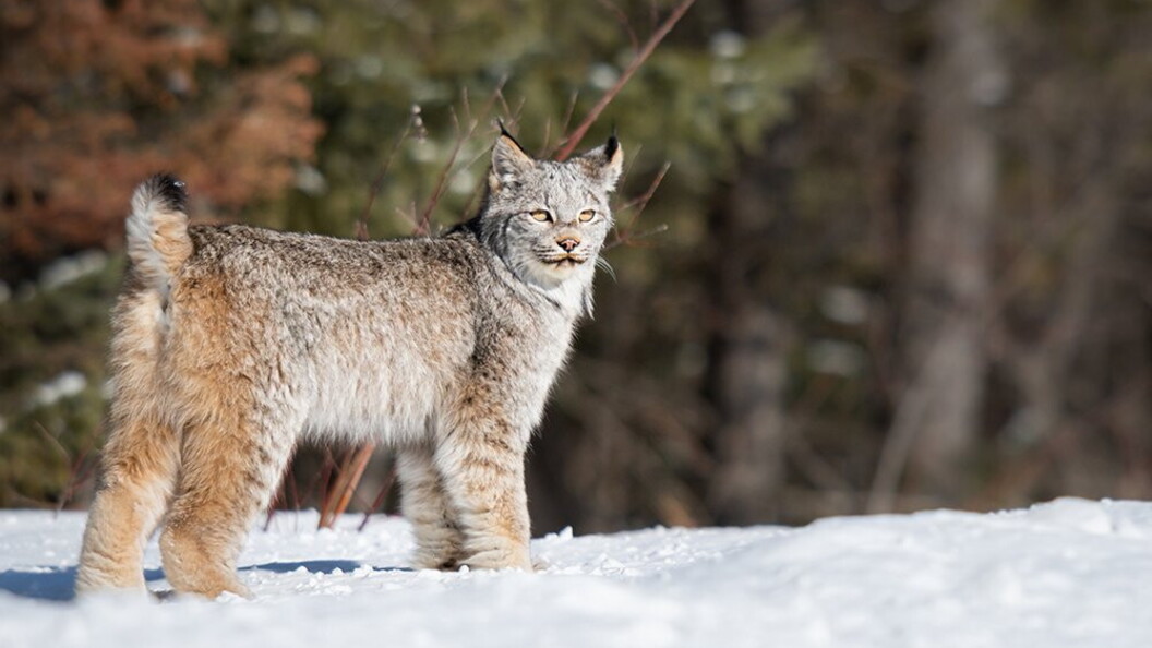 Lince canadese